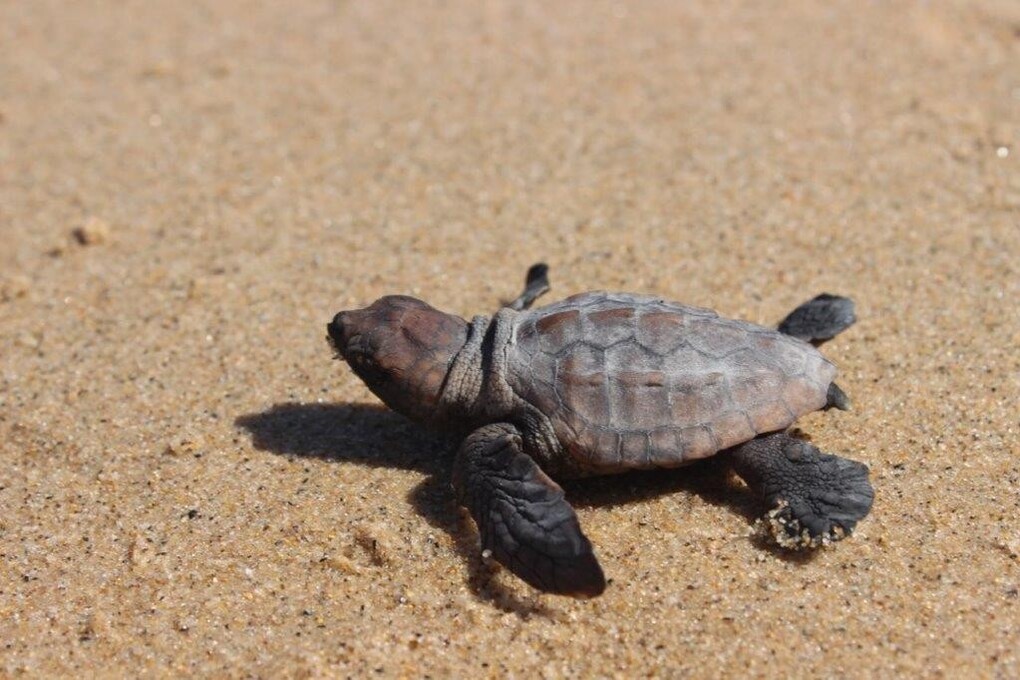 01 hatchling turtle