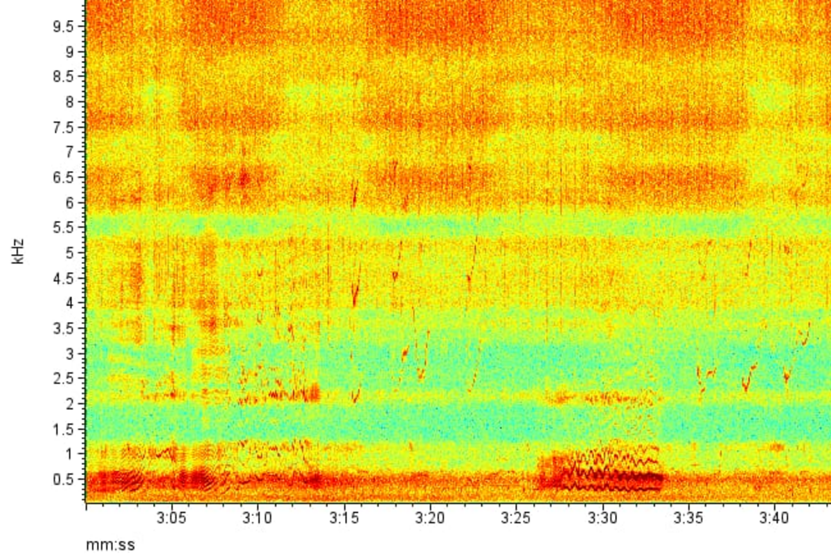 02 cetacean passive acoustic monitoring