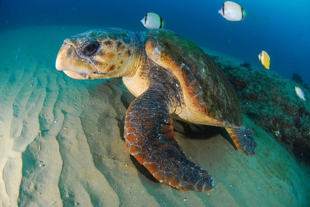 02 loggerhead turtle