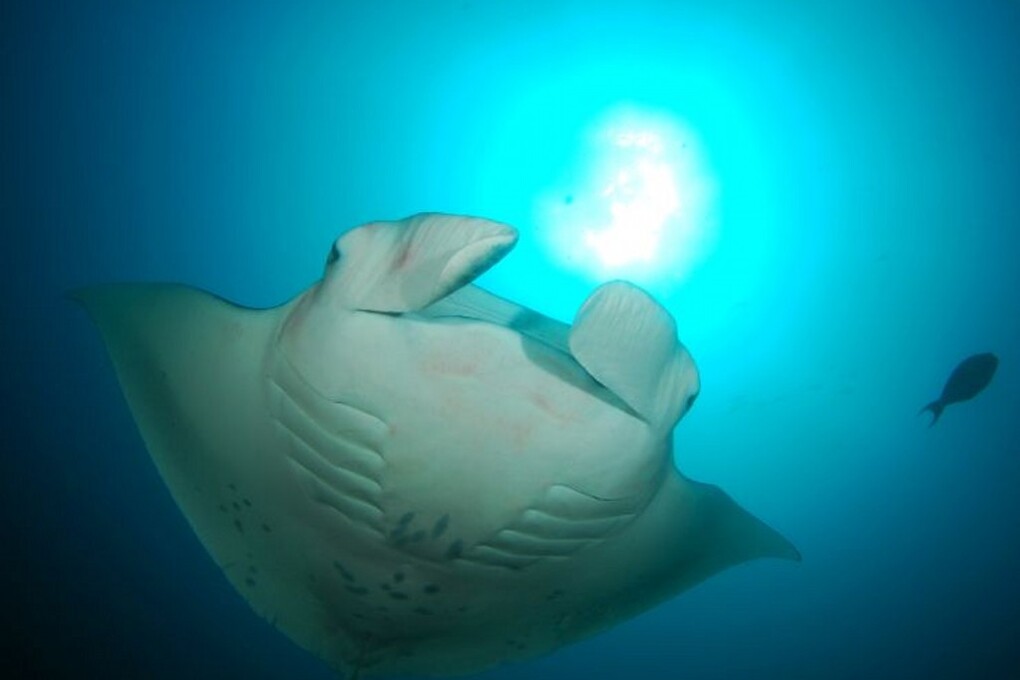 03 manta ray