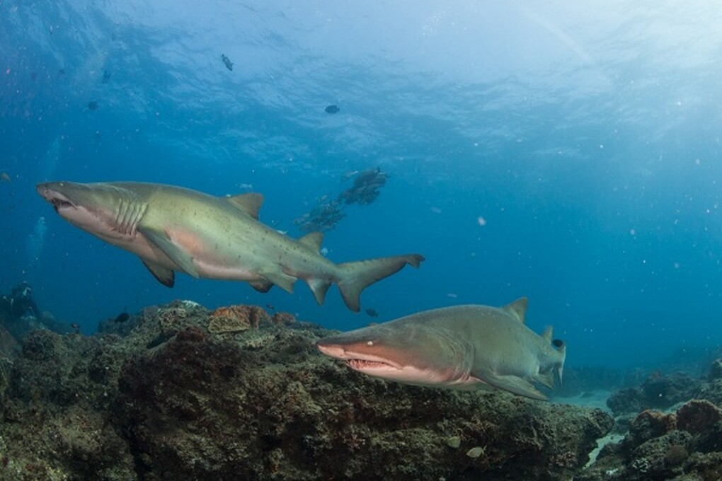 05 ragged tooth sharks
