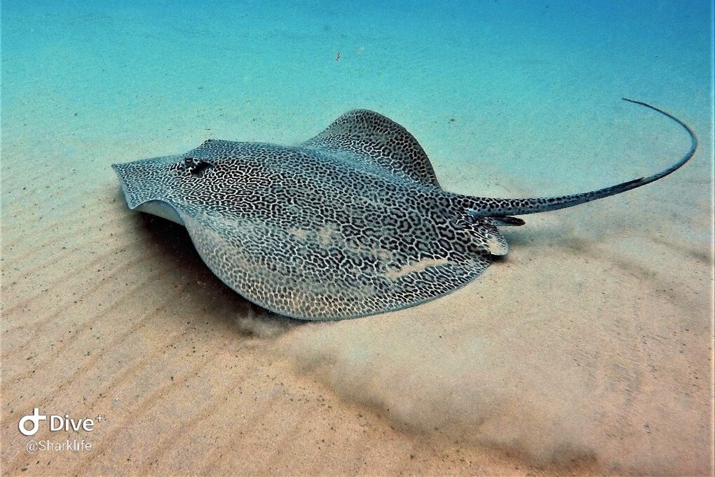 06 honeycomb stingray